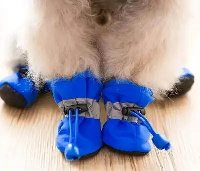 Zapatos Mascotas🦮🐕‍🦺🐕 - miniatura 1