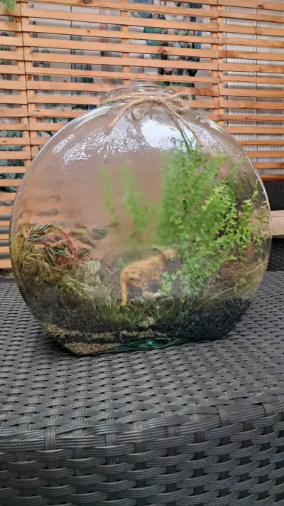 Terrario de vidrio redondo - miniatura 1