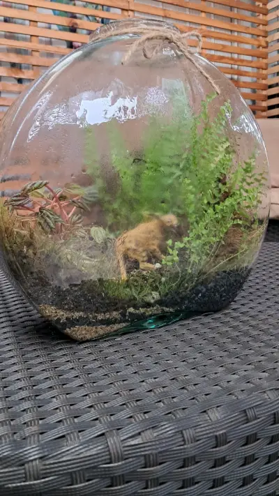 Terrario de vidrio redondo - miniatura 2