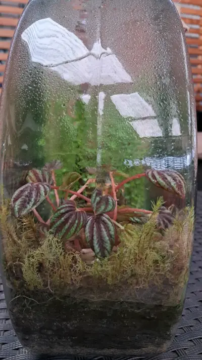 Terrario de vidrio redondo - miniatura 4