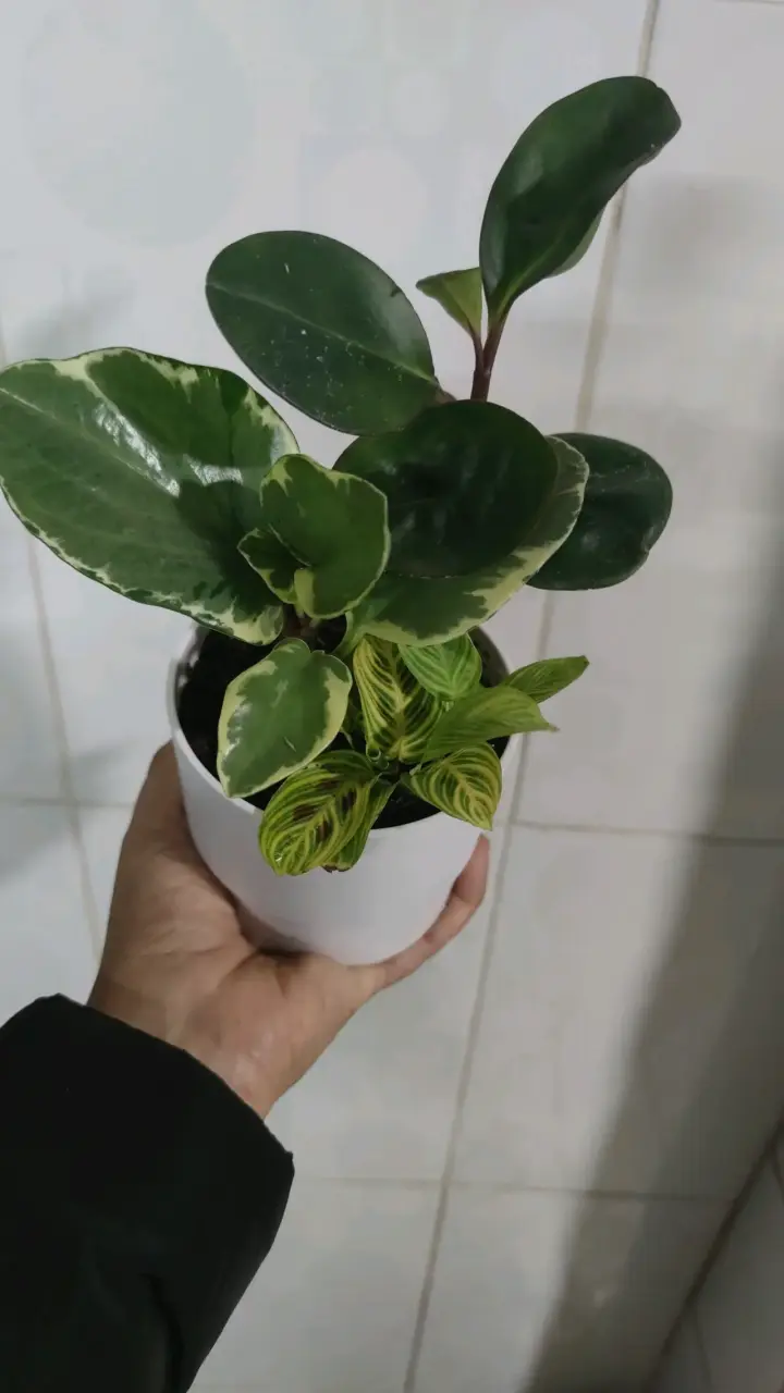 Planta mix plantas de colección - 1
