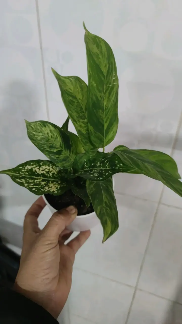 Planta mix plantas de colección - 2