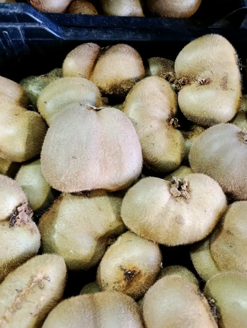 Kiwis frescos a granel