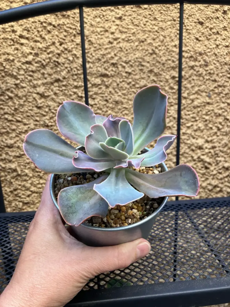 Suculenta en maceta pequeña