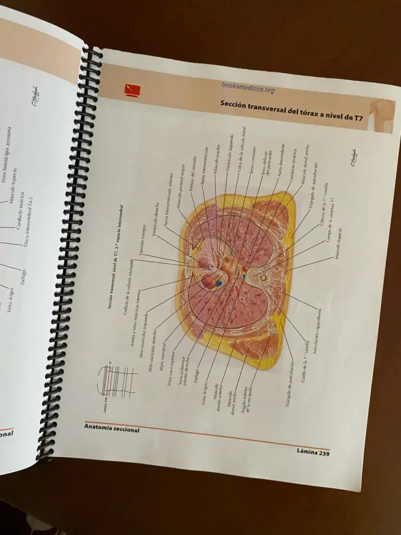 Atlas de Anatomía Humana 5ª Edición Netter - 2
