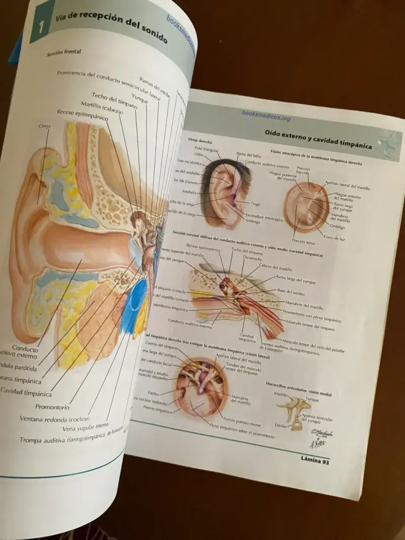 Atlas de Anatomía Humana 5ª Edición Netter - 4