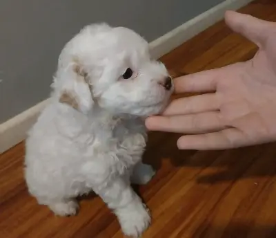 Poodle micro toy - miniatura 1