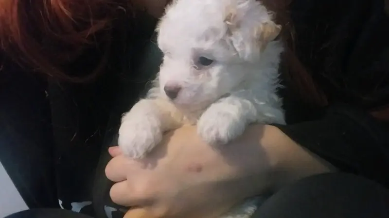 Poodle micro toy - 2