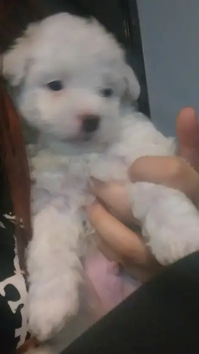 Poodle micro toy - miniatura 3
