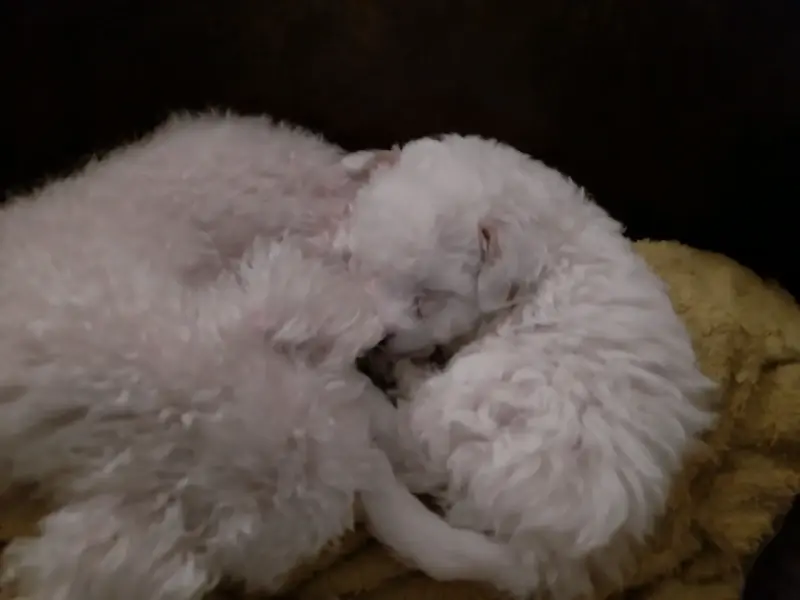 Poodle micro toy - 4