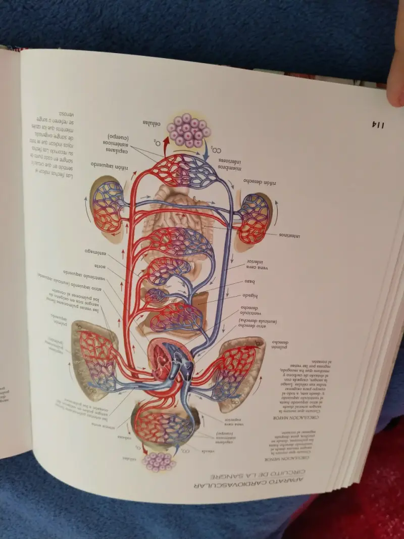 Atlas ilustrado de anatomía - 2