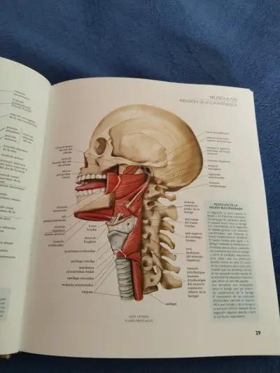 Atlas ilustrado de anatomía - miniatura 4