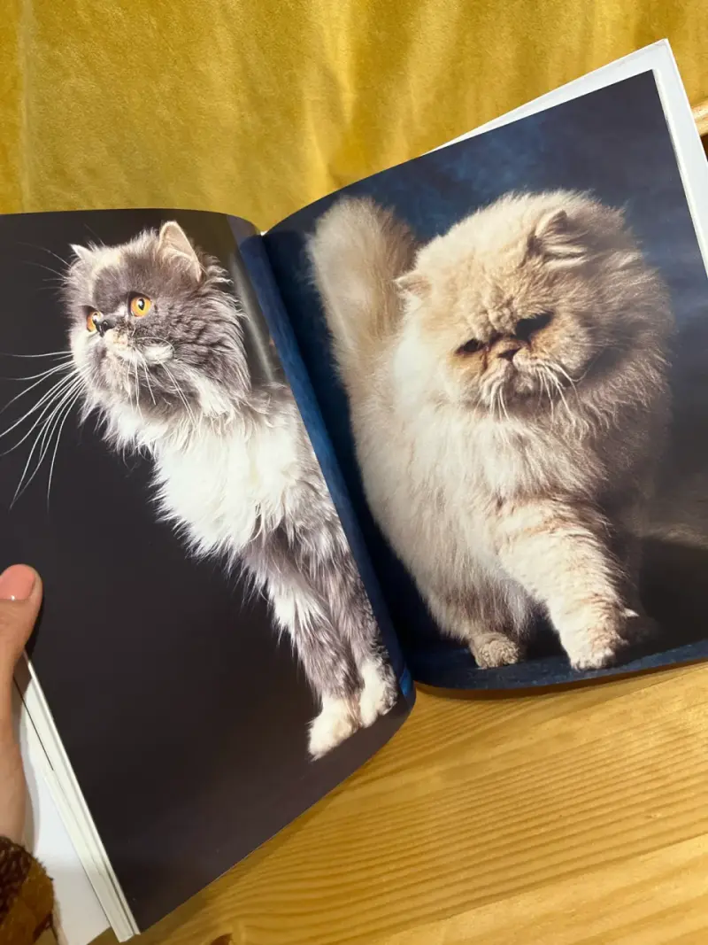 Enciclopedia del gato tomo 1 - 4