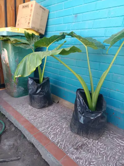 Planta manto de Eva - miniatura 1