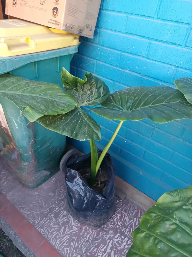 Planta manto de Eva - 2