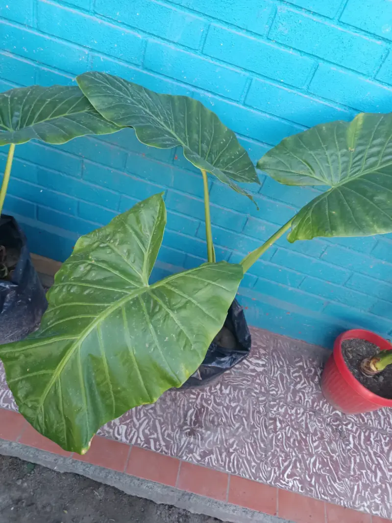 Planta manto de Eva - 3