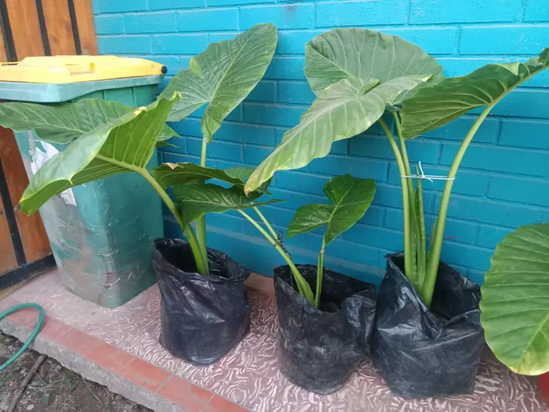 Planta manto de Eva - 4