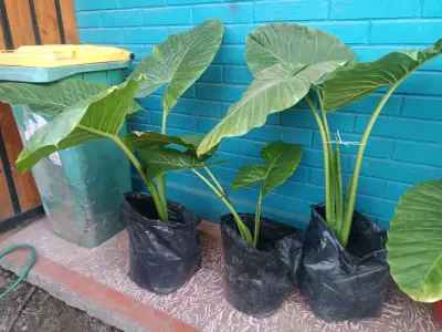 Planta manto de Eva - miniatura 4