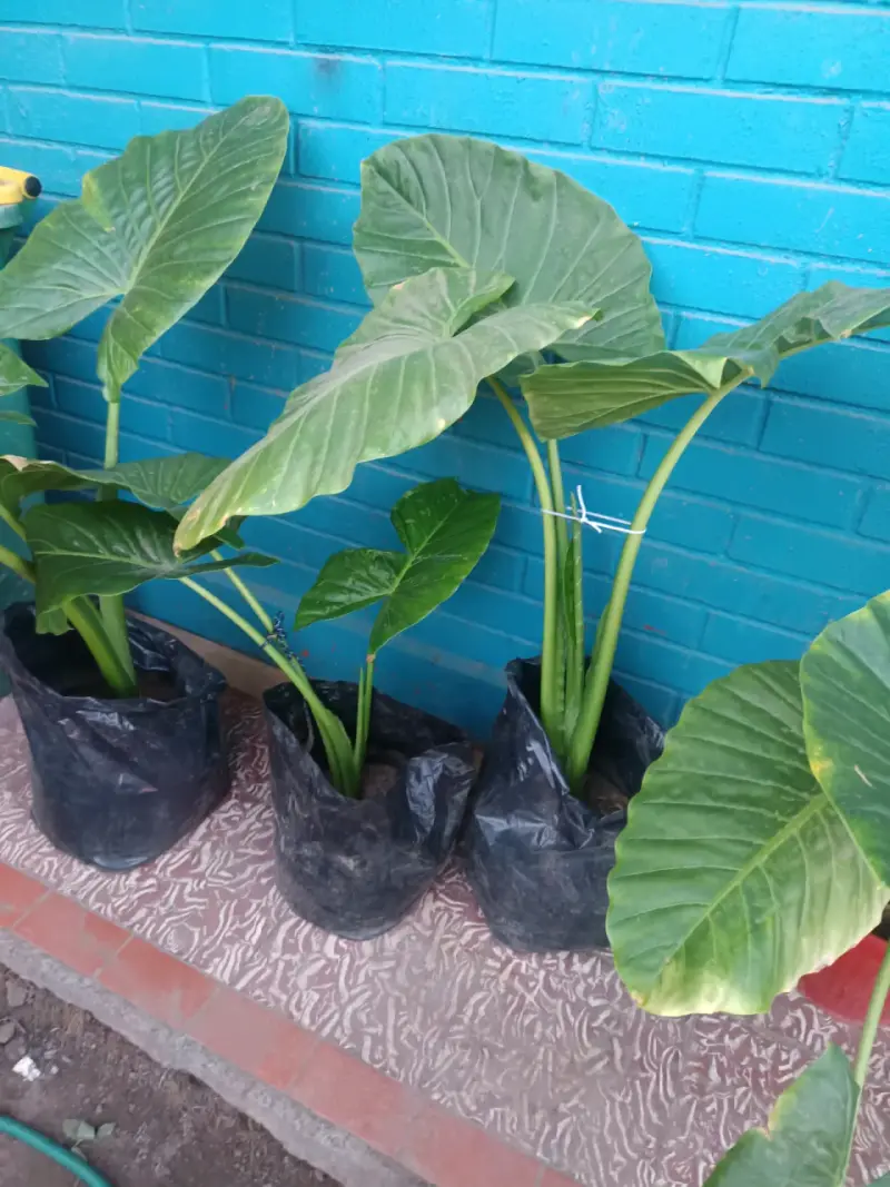 Planta manto de Eva - 5