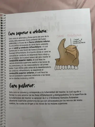 Libro de anatomía fundamental - miniatura 3