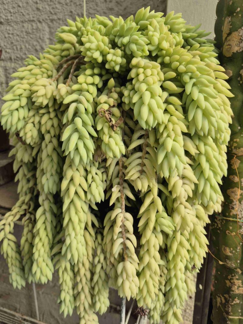 Cactus - 1