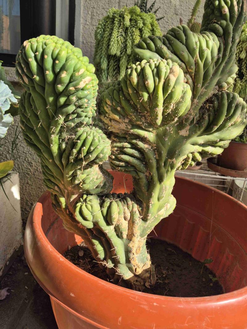 Cactus - 2