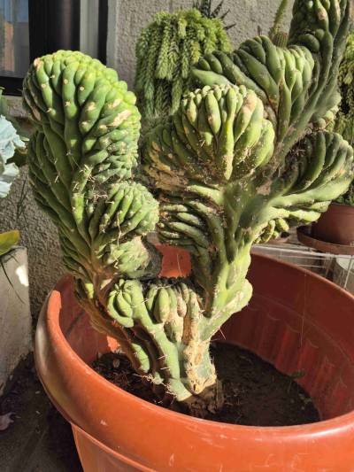 Cactus - miniatura 2