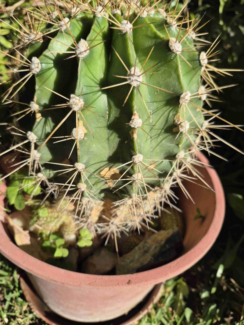 Cactus - 3
