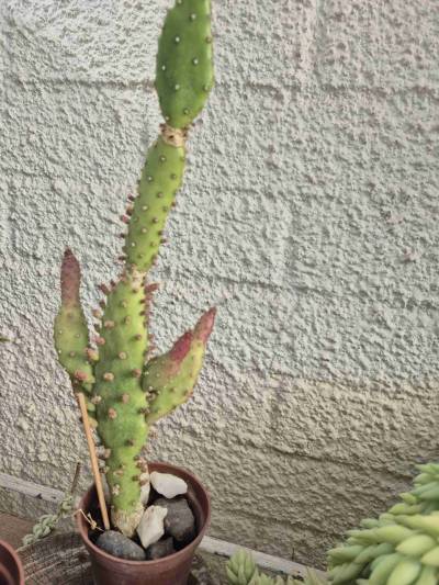 Cactus - miniatura 4