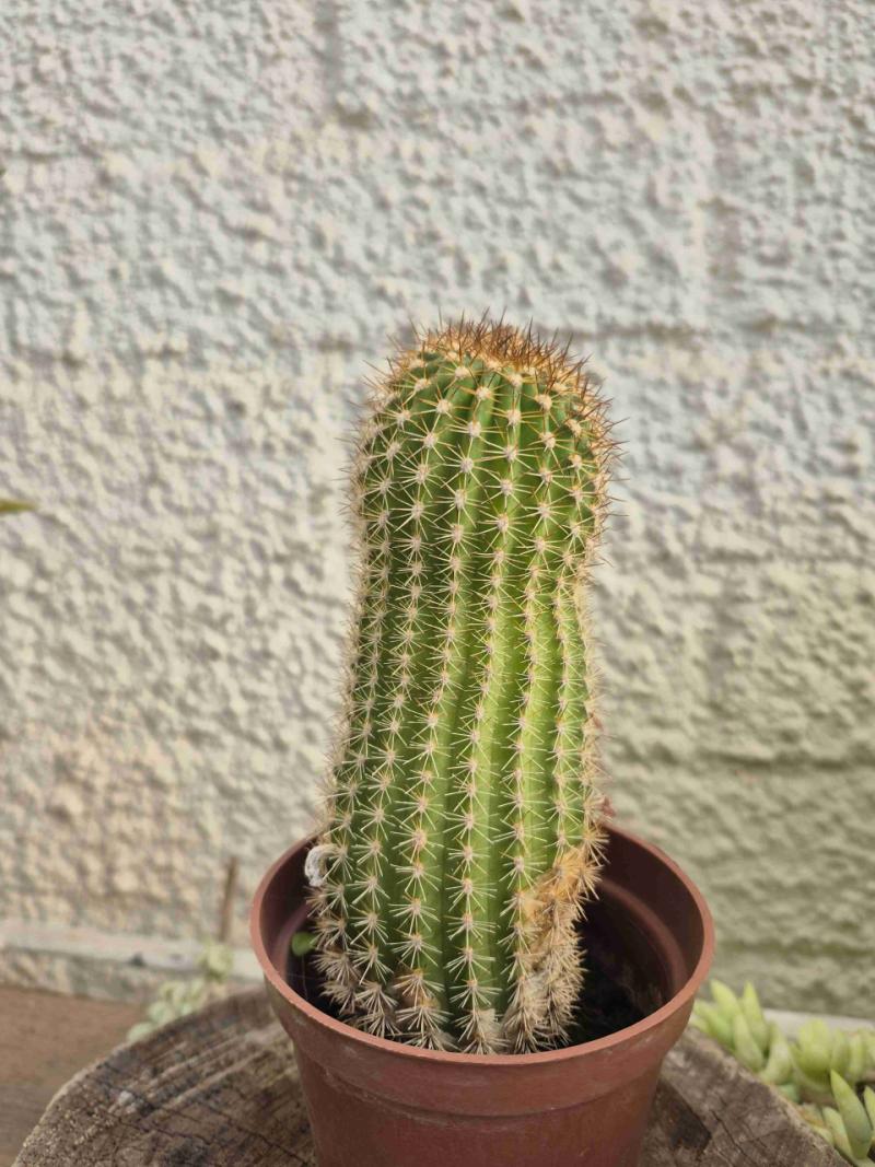 Cactus - 5