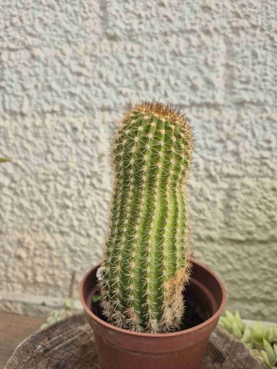 Cactus - miniatura 5
