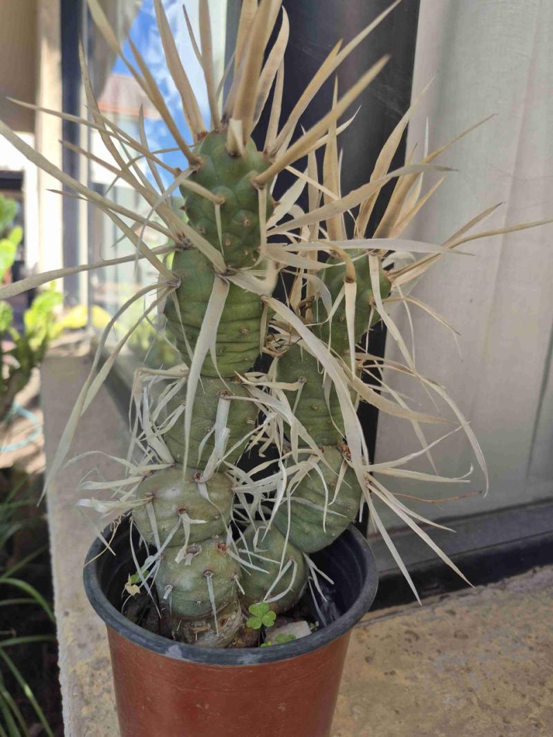 Cactus - 6