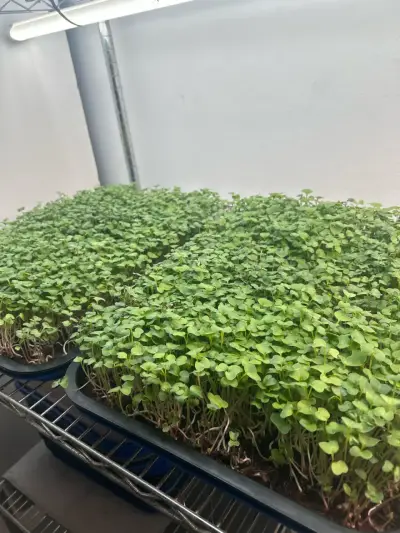 MICROGREENS - miniatura 2