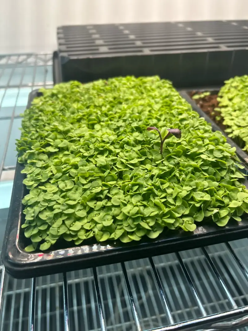 MICROGREENS - 3