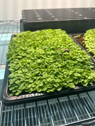 MICROGREENS - miniatura 3