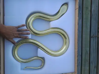 Vendo adorno de pared de serpiente de metal fundid - miniatura 1