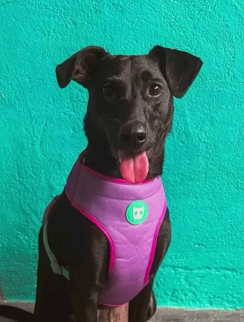 Arnés Zeedog Aura 🩷🐾 - 3
