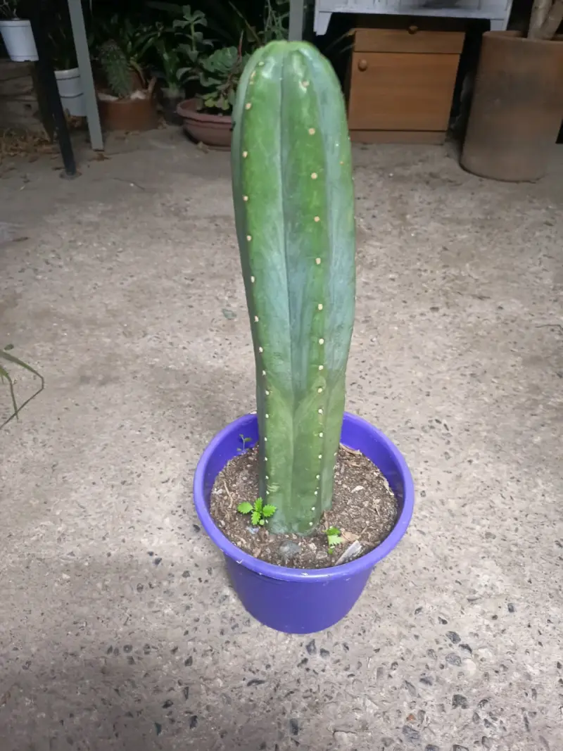 Cactus San Pedro - 1