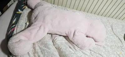 Peluche perro rosado - miniatura 2