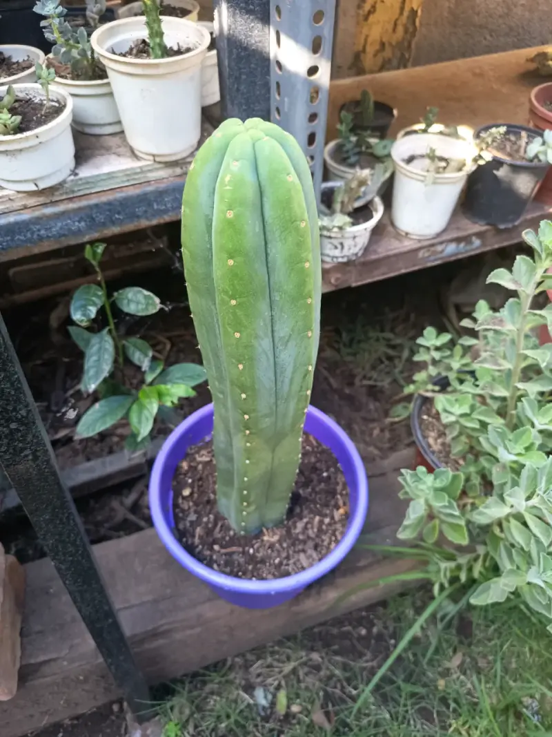 Cactus San Pedro - 2