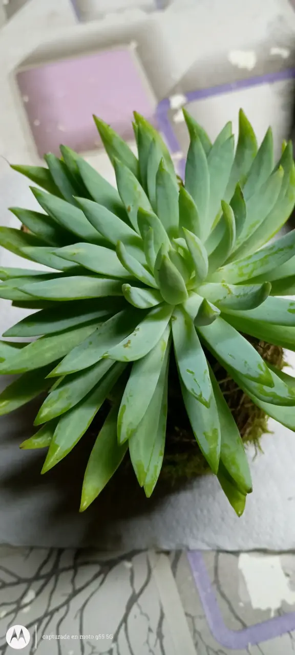 Coquedama de suculenta