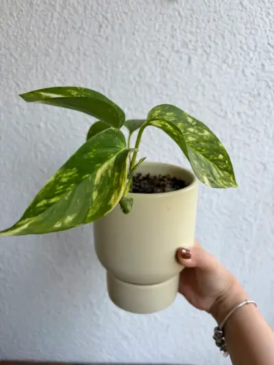 Macetero blanco con planta photus - miniatura 1