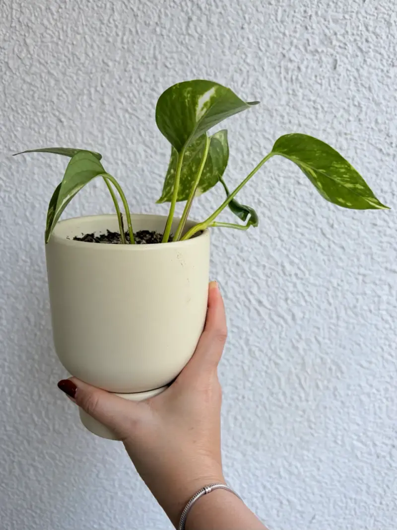 Macetero blanco con planta photus - 2