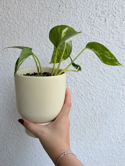 Macetero blanco con planta photus - miniatura 2
