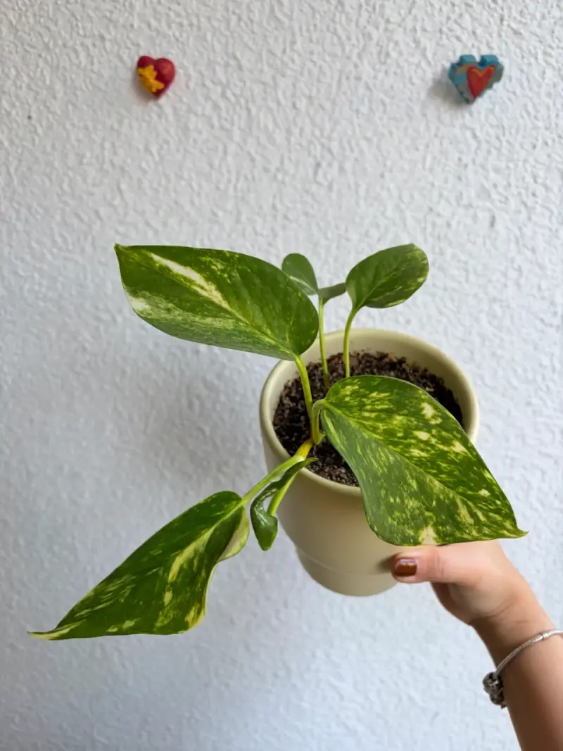 Macetero blanco con planta photus - 3