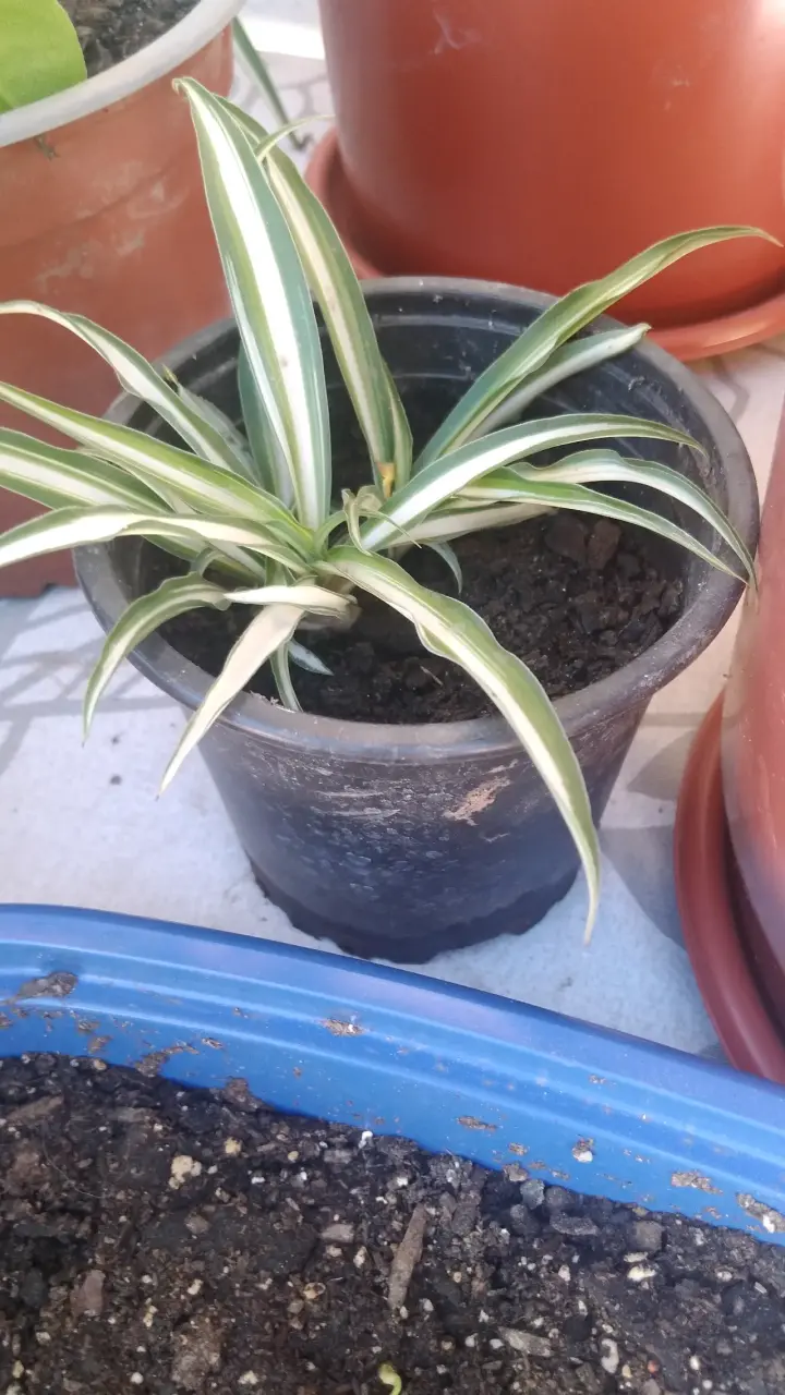 Planta chascona