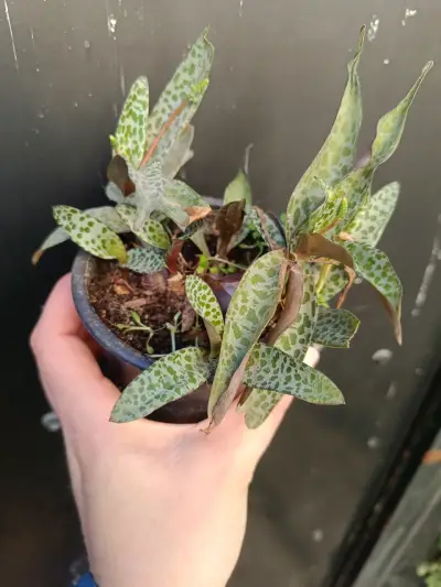 Plantas diversas - miniatura 1