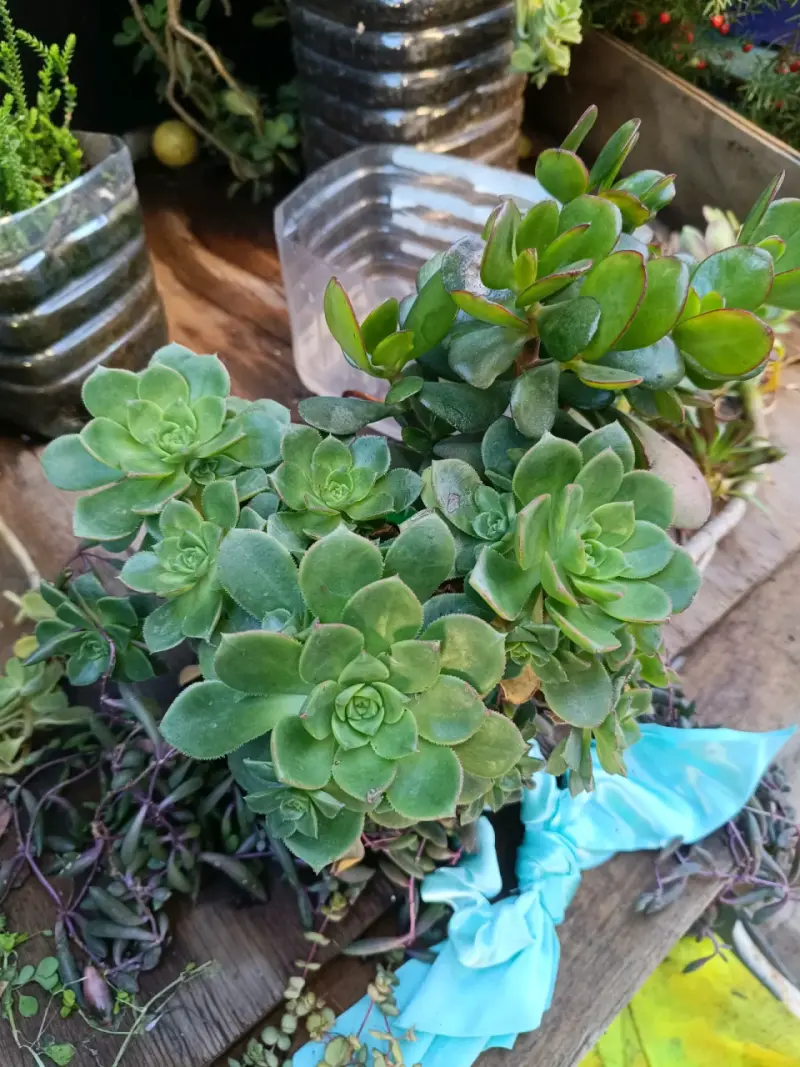 Plantas diversas - 2