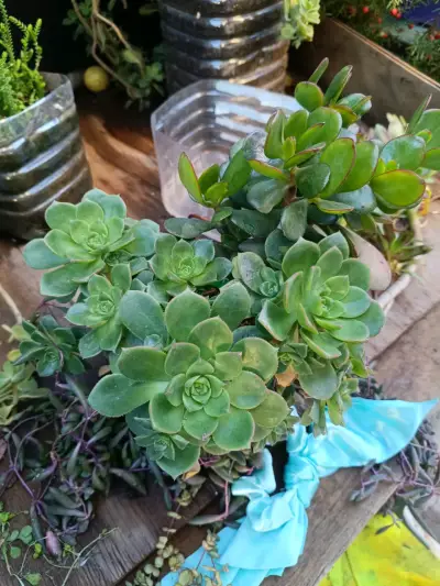 Plantas diversas - miniatura 2