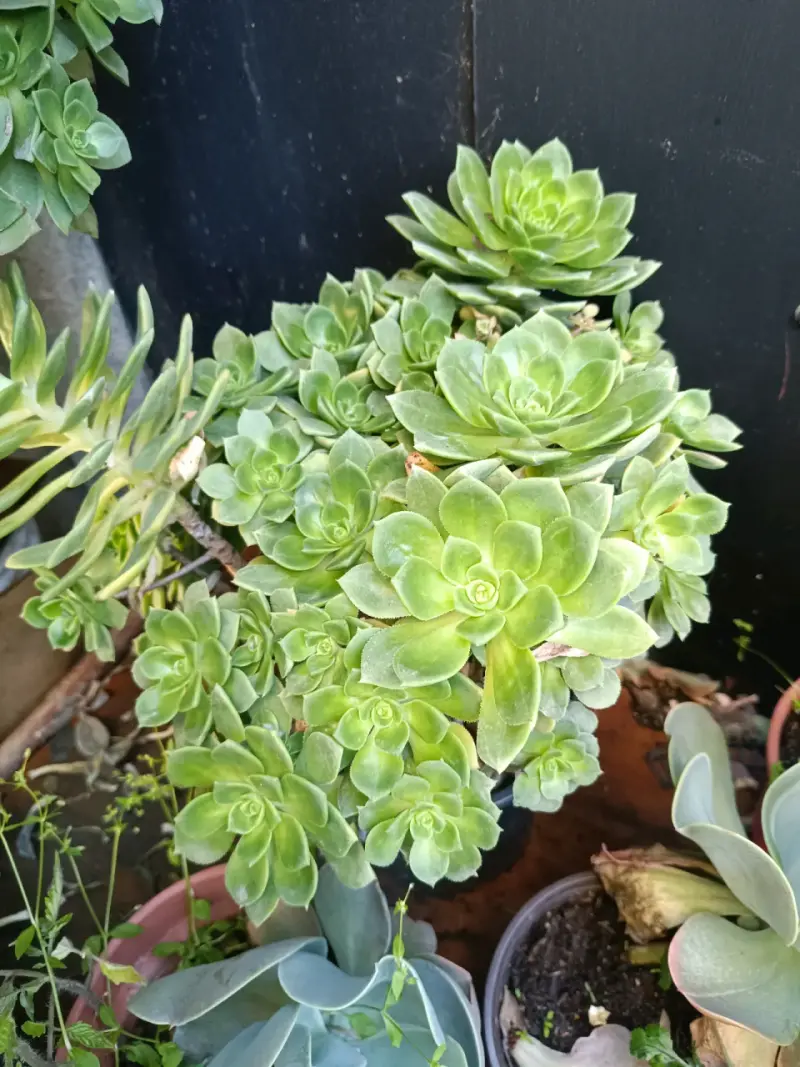 Plantas diversas - 3